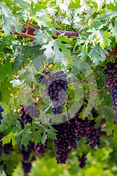 Bunches of purple ripening table grapes berries hanging down from pergola in garden on Cyprus