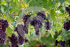 Bunches of purple ripening table grapes berries hanging down from pergola in garden on Cyprus