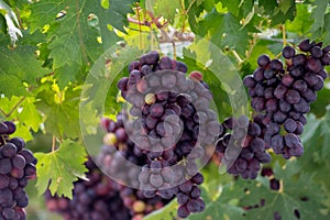 Bunches of purple ripening table grapes berries hanging down from pergola in garden on Cyprus