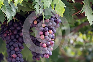 Bunches of purple ripening table grapes berries hanging down from pergola in garden on Cyprus