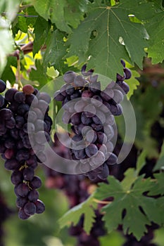 Bunches of purple ripening table grapes berries hanging down from pergola in garden on Cyprus