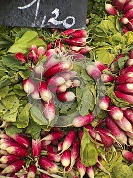 Bunches of radishes at a market