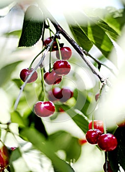 Bunches of red cherries in the garden on the branches