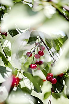 Bunches of red cherries in the garden on the branches