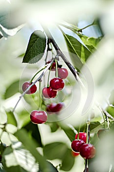 Bunches of red cherries in the garden on the branches