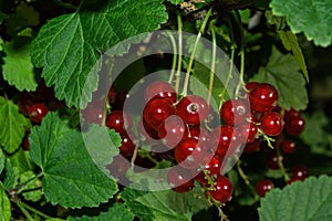 Bunches red currant berries Latin: Ribes rubrum on green leaves background. Red berries close up. Natural fresh products