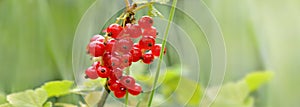 Bunches of  red currant growing among leaf
