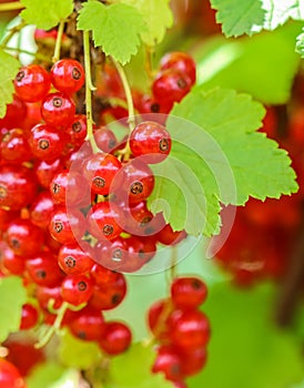 Bunches of red currants on the branches of a bush in the garden. Harvesting concept