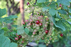 Bunches of red currants growing on a branch.