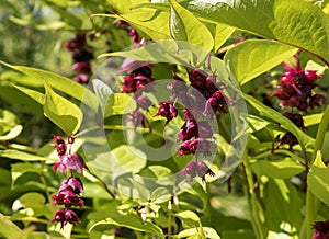 Red Bunches of Flowers