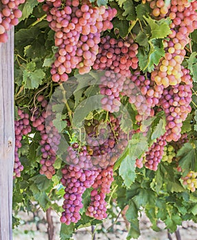 Bunches of Red Globe Table Grapes.