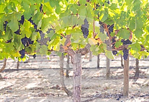 Bunches of red grapes growing in one of the vineyards in Stellenbosh, South Africa.