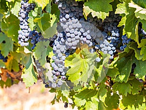 Bunches of red grapes growing in one of the vineyards in Stellenbosh, South Africa.