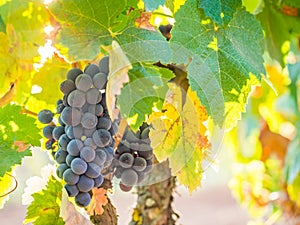 Bunches of red grapes growing in Setubal, Portugal