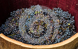 Bunches of red grapes ready to be pressed with the feet.