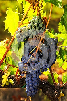 Bunches of red grapes ripening on the vine, photographed with th