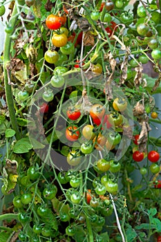 Bunches of red-green cherry tomatoes in a greenhouse