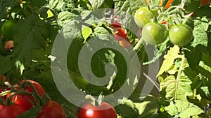 Bunches of red and green tomatoes ripen, illuminated by the bright summer sun