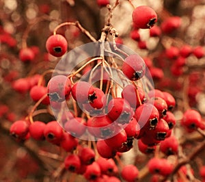 Bunches of red hawthorn photo