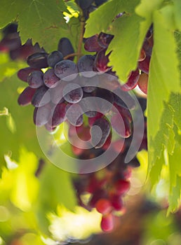 Bunches of red-purple grapes ripen under the gentle summer sun on the Greek island of Evia