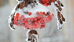 Bunches of red ripe mountain ash or rowan Quicken Tree Sorbus covered with snow on a winter day