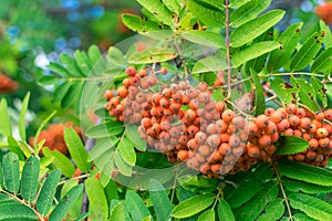 Bunches of red rowan berries on a branch with green leaves