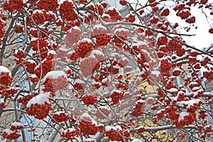 Bunches of red rowan berries covered in snow