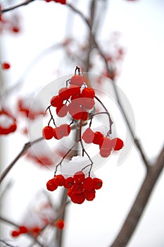 Bunches of red rowan berries covered in snow