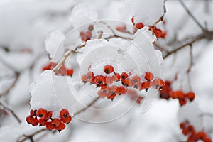 Bunches of red rowan berries in the snow on branches in the winter garden.