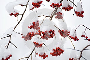 Bunches of red rowan berries in the snow on branches in the winter garden. natural background.