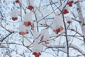 Bunches of red rowan berries in the snow on the branches in the winter garden.