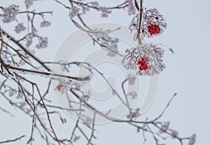 Bunches of red Rowan berries on snow-covered branches in a winter Park outdoors against a cloudy sky