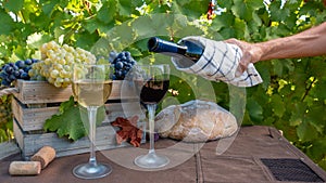 Bunches of red and white grapes and red and white wine in the vineyard