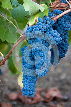 bunches of Red wine grapes