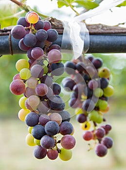 Bunches of red wine grapes hanging on the vine