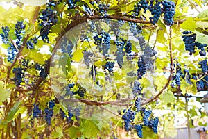 Bunches of red wine grapes hanging on a vine in a vineyard