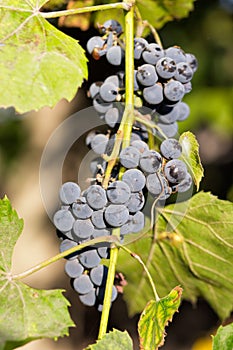 Bunches of red wine grapes hanging on the wine in late afternoon sun