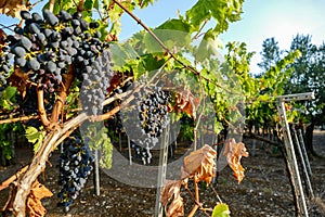 Bunches of red wine grapes hanging on the wine in late afternoon sun, grape background