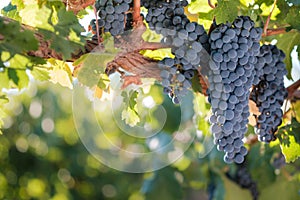 Bunches of red wine grapes on vine
