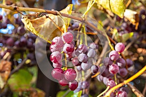 Bunches of red wine grapes on vine