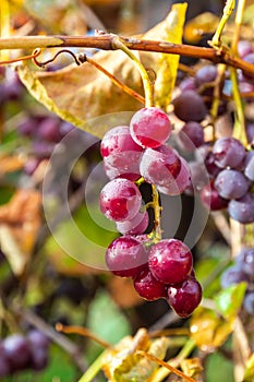 Bunches of red wine grapes on vine hang from a vine with green leaves