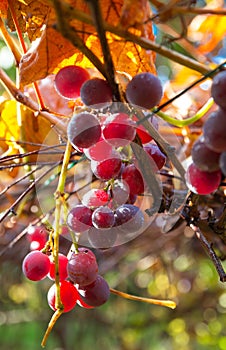 Bunches of red wine grapes on vine hang from a vine with green leaves
