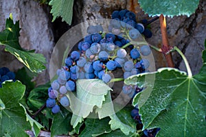Gruppi da vino rosso uva maturazione sul vigneti più vicino, 