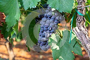 Gruppi da vino rosso uva maturazione sul vigneti più vicino, 