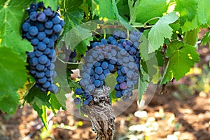 Gruppi da vino rosso uva maturazione sul vigneti più vicino, 