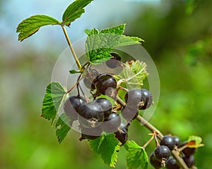 Bunches of ripe black currant edible berries on the bushes.