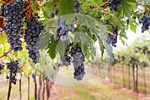 Bunches of ripe black grapes hanging from the vine in a vineyard