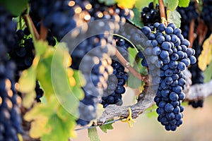 Bunches of ripe black grapes on vine row with selective focus