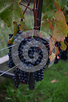 Bunches of ripe blue wine grapes close-up between green leaves. Growing grapes for the production of wine and juice.