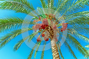 Bunches of ripe fruits of a date palm tree hanging high on green branches againts blue sky . Exotic summer vibrant background